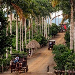 PANACA – QUINDIO - Imagen 2