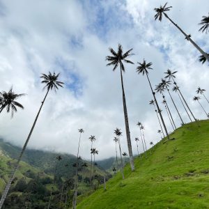 Salento, Valle Cocora y Finlandia - Imagen 5